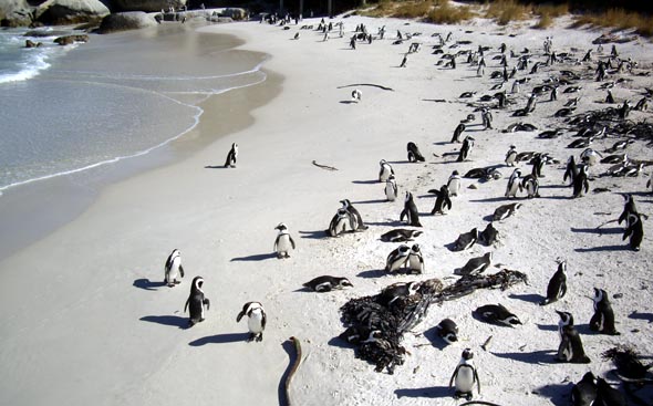 Colonie de pingouins à Simon's Town.