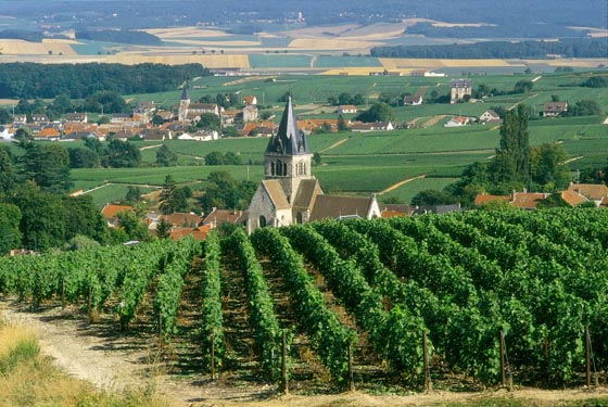 Vignoble de la Montagne de Reims. Photo Jolyot.
